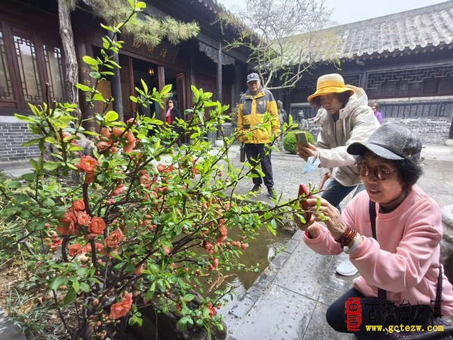 【同林摄影】台儿庄古城闸官署海棠花开