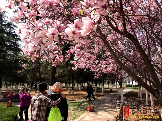 【美图】枣庄光明广场“沾花惹草“的人不少