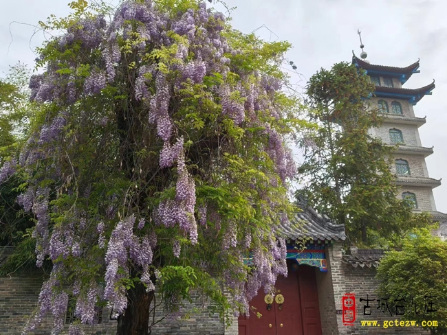 【同林摄影】上海游客遇见台城紫藤花开
