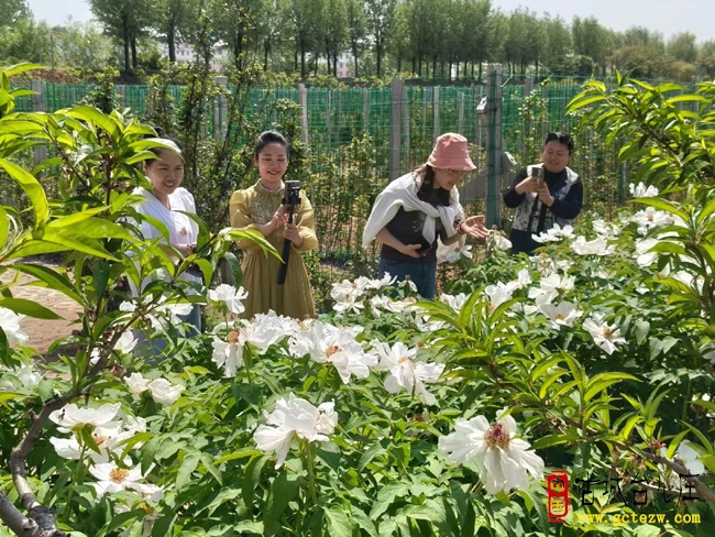 马兰屯：西刘庄村牡丹花盛开（图）