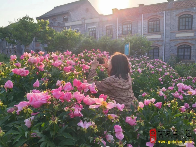 【同林摄影】台儿庄古城芍药月季花盛开喜迎游客