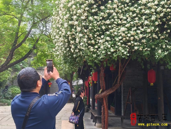 【同林摄影】台儿庄古城十里香花盛开