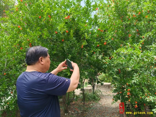 台儿庄墨香斋＂榴美好＂（图）