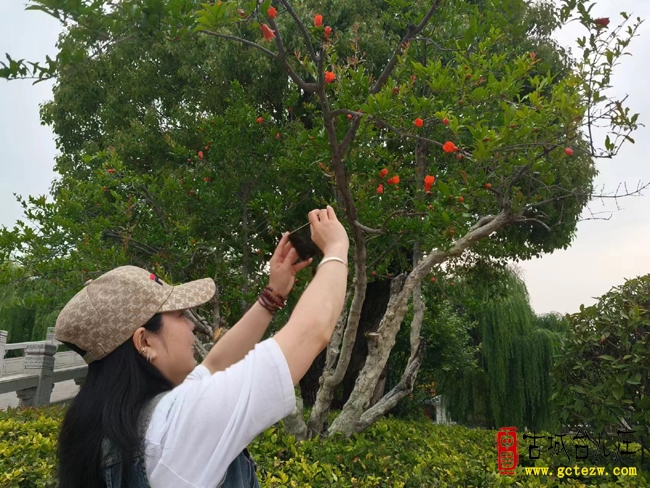 【同林摄影】台儿庄古城石榴花开