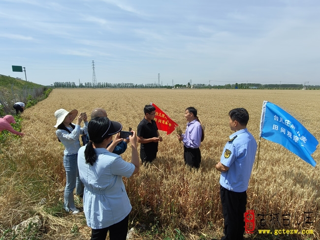 台儿庄召开黑小麦田间观摩现场会（图）