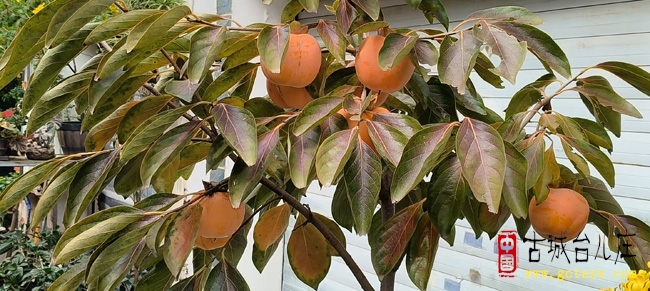 台儿庄阳光家园：金秋映柿菊绽放 定格幸福生活记忆（图）