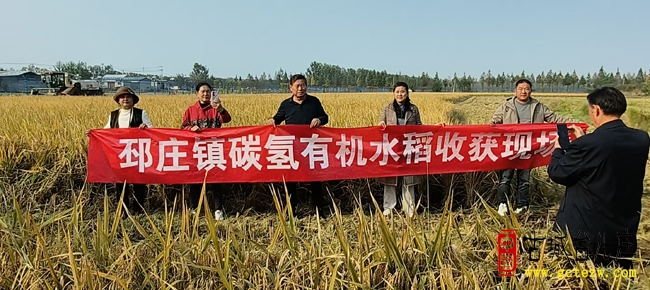 台儿庄邳庄镇沧庙村：碳氢有机水稻迎丰收 田间收割忙（图）
