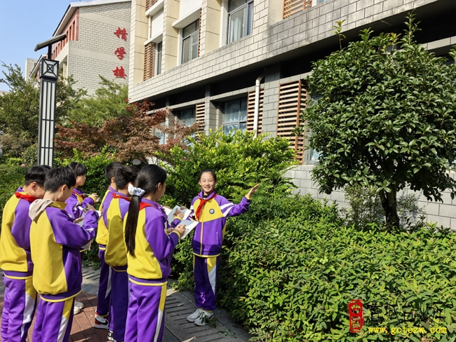 台儿庄古城学校：秋探草木志，解锁校园树木的“隐藏身份”