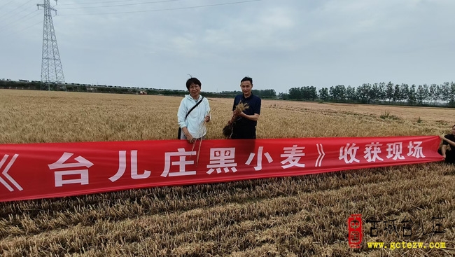 台儿庄新农人王永军亮相农业农村部专题栏目，黑小麦推广故事获全国关注（图）