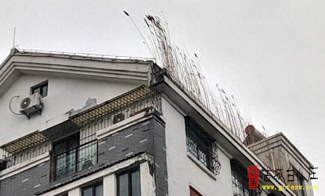 台大新天地商业街现奇景：楼顶长出芦苇荡（图）