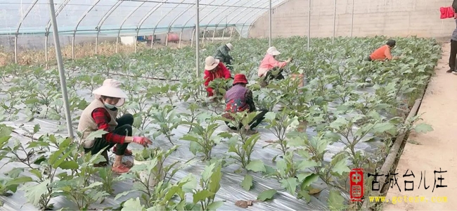 贺：山东台儿庄茄子科技小院获批中国农技协科技小院