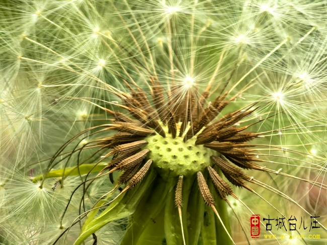 【影报】路边的野花不要踩（手机微距中的蒲公英）
