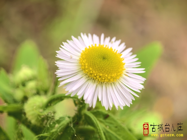 【影报】快门里的花园丨微距中的花花草草