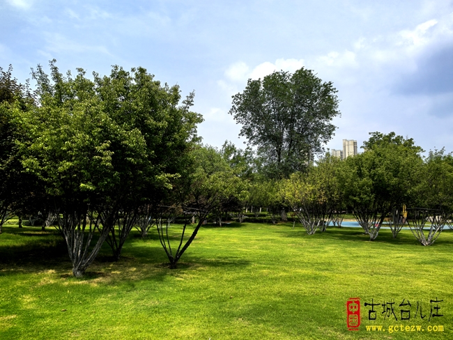 【影报】雨后光明广场的清新画卷（一）