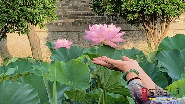 台儿庄古城：七月荷花绽放，光影绘就夏日绝美画卷（图）