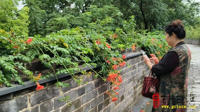 凌霄花开映古城，英雄台儿庄铭记历史展新颜（图）