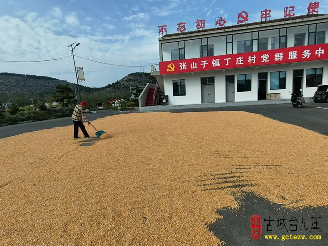 金秋玉米丰收忙 便民晒粮暖民心丨张山子镇丁庄村（图）