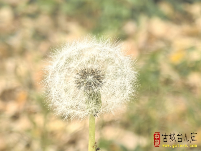 张希龙：秋心（组诗）