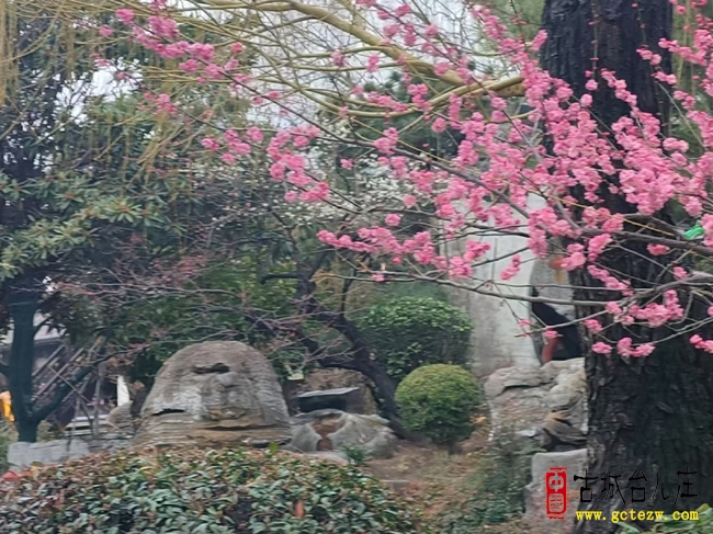 台儿庄古城玉兰花开俏迎春 以花为媒邀您打卡醉春光（图）