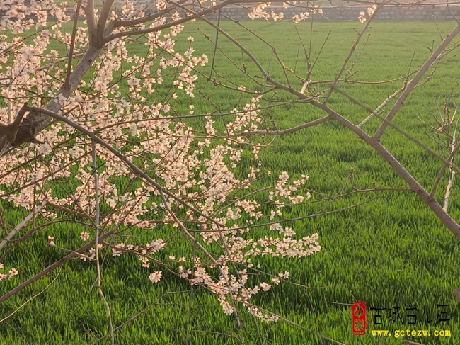 春满台儿庄东部：油菜花开春意浓 百花争艳迎客来（图）
