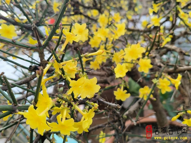 春雨润台儿庄 迎春花开启新程（图）