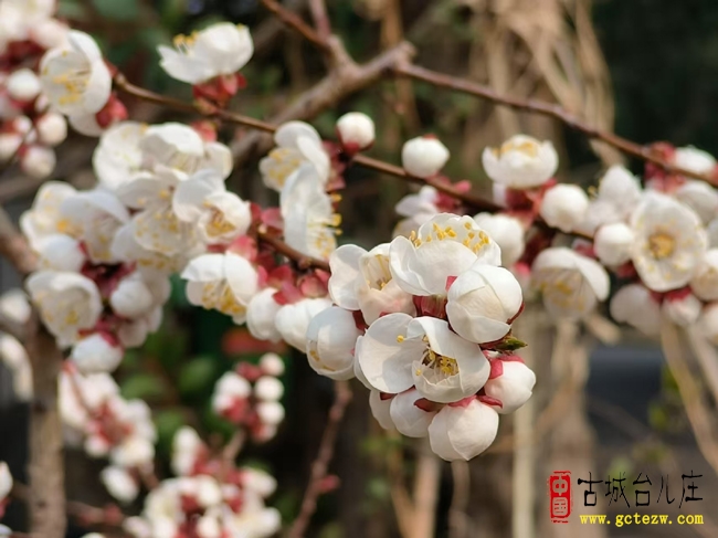 植树节添新绿 杏花香满家园丨台儿庄阳光家园杏花绽放送春暖（图）