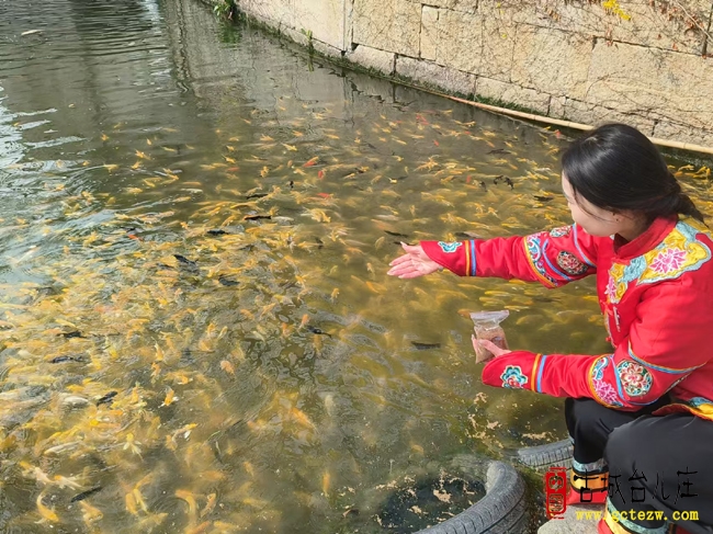 二月二遇见古运河锦鲤|寻梦台儿庄，邂逅水乡最美遇见（图）