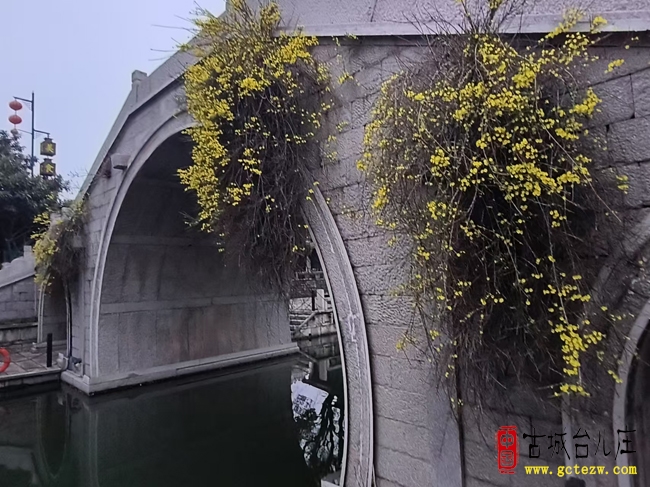 台儿庄古城：桥畔迎春竞放 水乡春色如画（图）