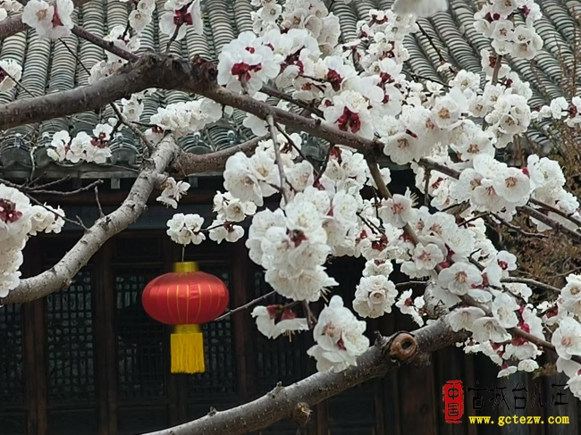 台儿庄古城杏花盛放 古运河畔定格最美春日（图）