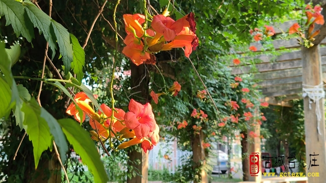 夕照凌霄绽芳廊丨台儿庄阳光家园邂逅夏日浪漫（图）