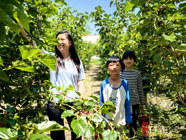 【影报】走进台儿庄康来苑桑葚采摘园 共享自然
