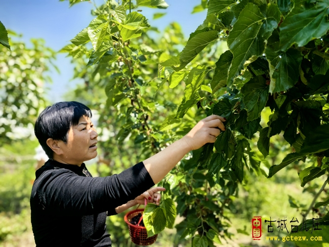 【影报】走进台儿庄康来苑桑葚采摘园 共享自然
