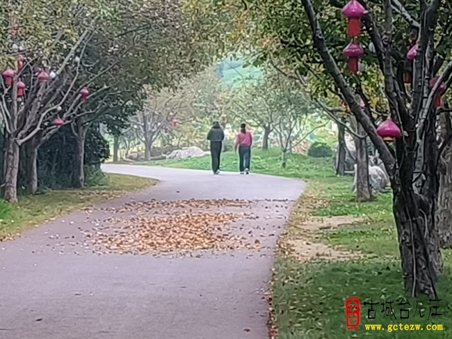 红叶染古城 秋韵满水乡丨台儿庄古城邂逅秋日诗意画卷（图）