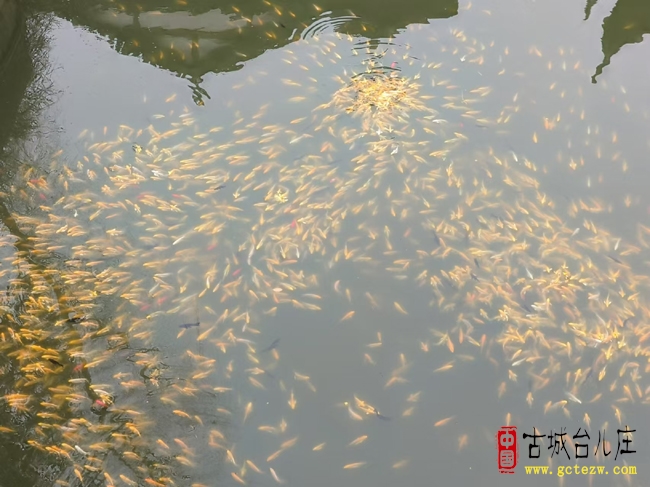 千鱼映水醉春归！台儿庄古城“金色鱼群”打卡点成游客欢喜福地（图）
