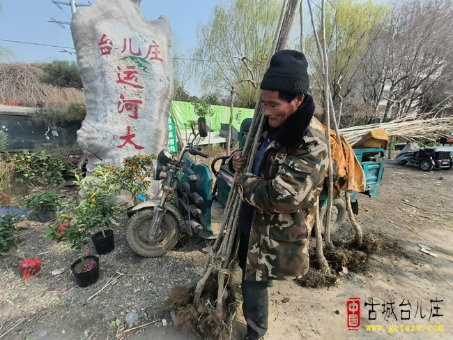 台儿庄运河大集变身“绿化优选地”！植树节市民扎堆购苗添绿意（图）