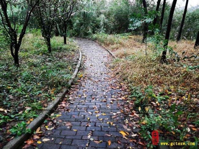 读贾继伟的《一场雨偷走了秋天》有感（图）