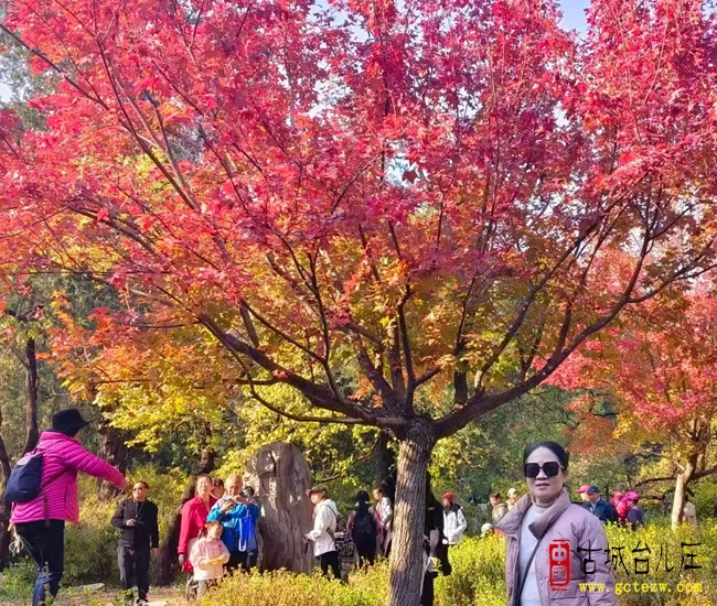 《香山丹枫》作者：单立强