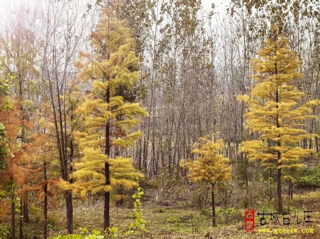 [原创]《秋林小憩》作者：杨海波