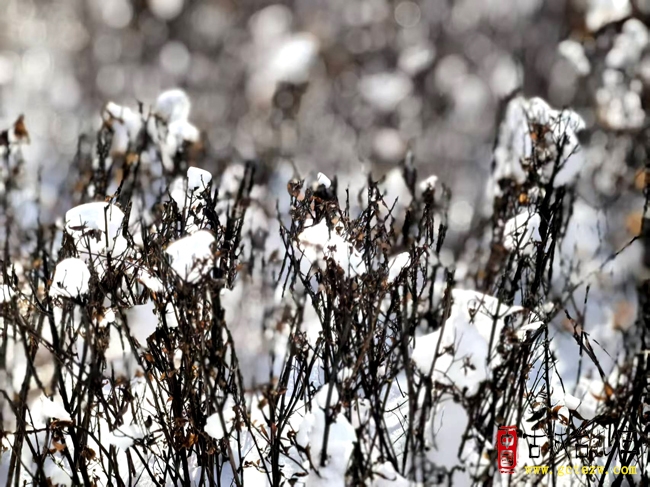 《雪 趣》作者：张法远
