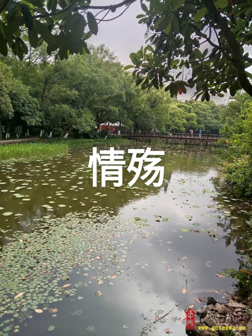 《情殇》作者：于景志