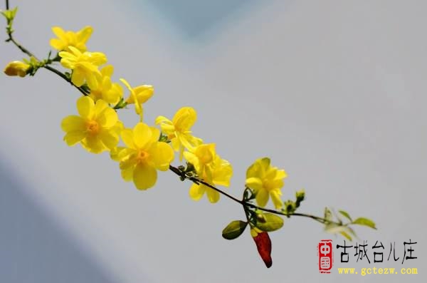 《咏迎春花》作者：张法远