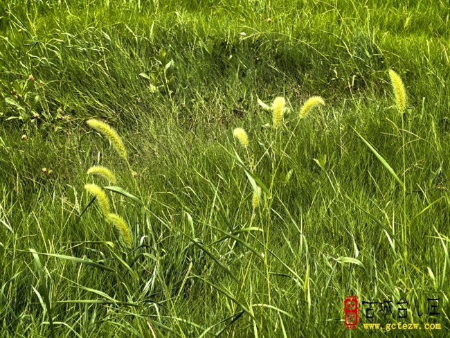 张法远：末伏悟