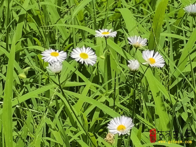 张法远：观物悟道