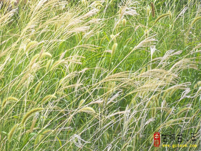 张法远：初秋有感