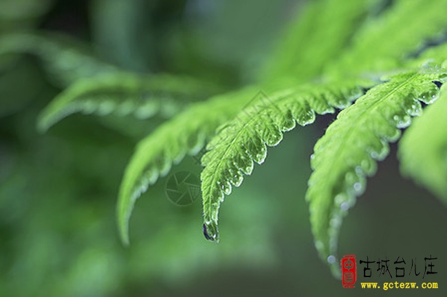 孔庆龙：丙午白露随感