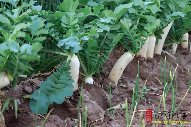 单立强：秋菜猜谜十一则