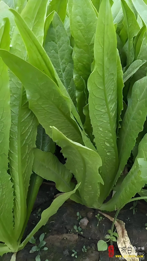 单立强：秋菜猜谜十一则
